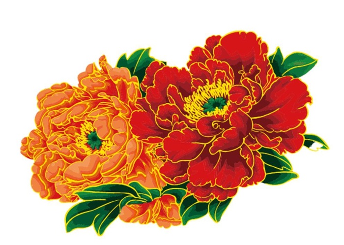 牡丹花图片