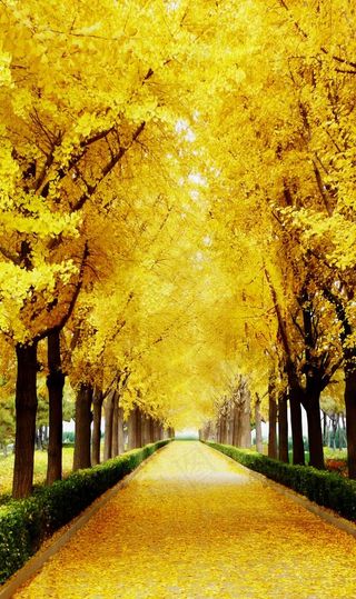 金秋大道图片