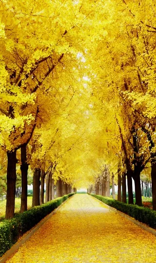 金秋大道图片
