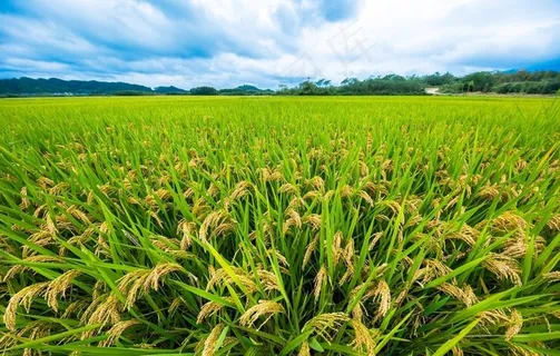 水稻图片 水稻图片