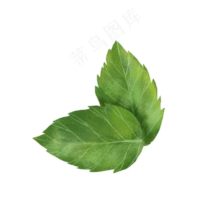 绿叶 图片(2000x2000)psd模版下载