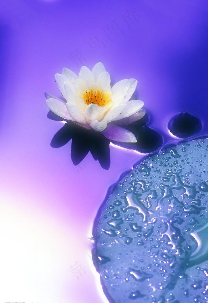 幻彩莲花图片