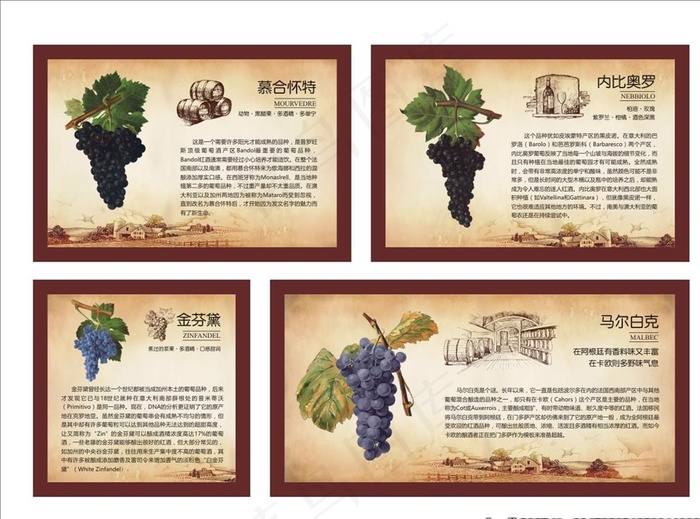 世界葡萄品种及介绍图片cdr矢量模版下载