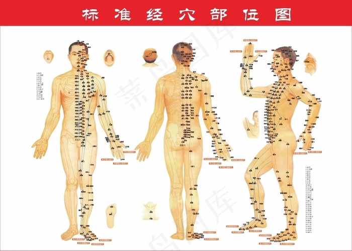 穴位图图片cdr矢量模版下载