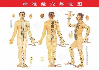 穴位图图片