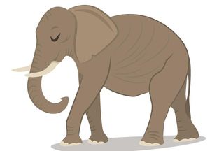 大象图片