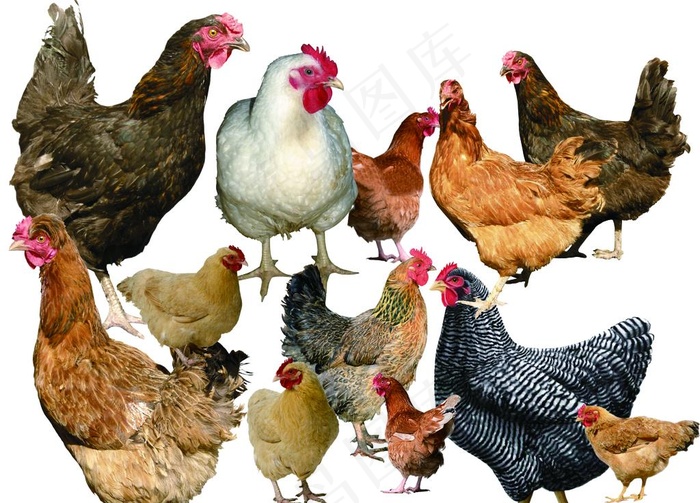 农家院鸡  家禽图片