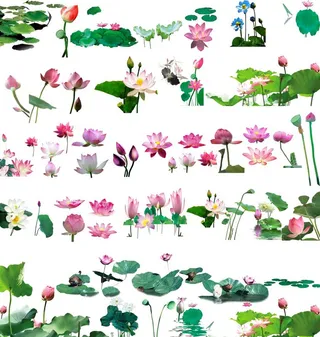 免扣透明背景荷花元素素材图片