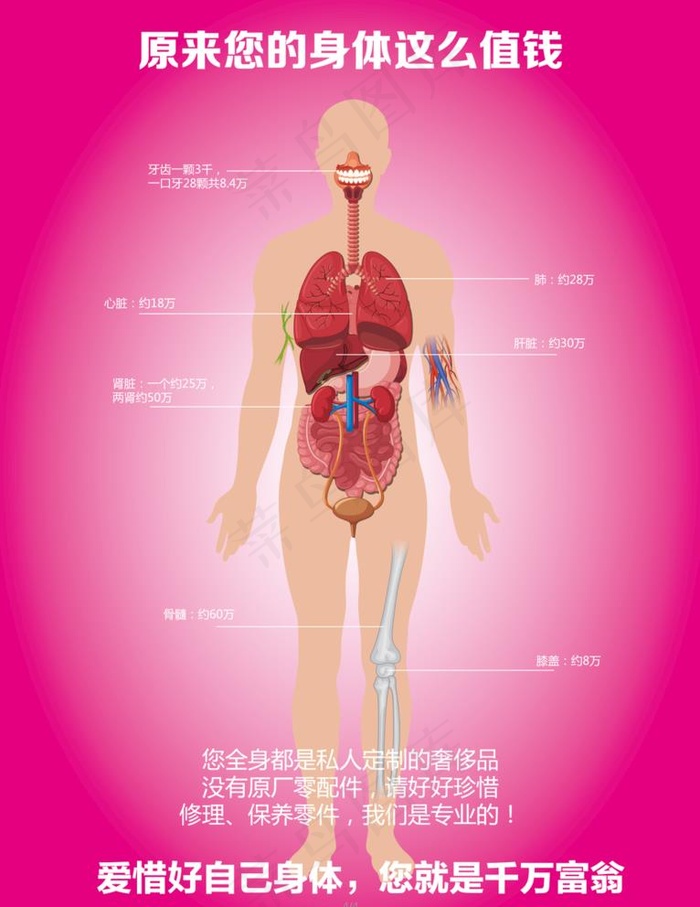 人体器官图图片