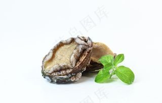鲍鱼图片