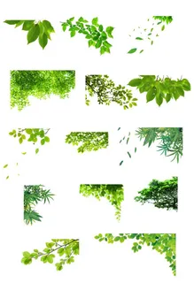 绿叶树叶图片
