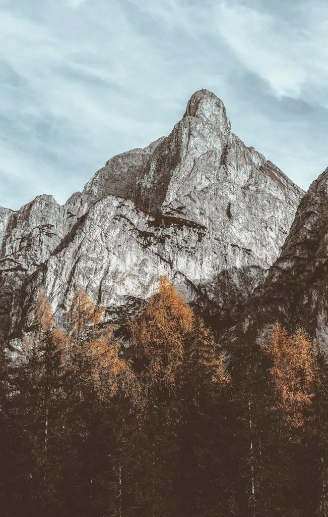 大山 树林图片