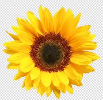 向日葵 图片