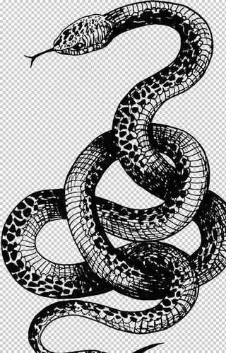 手绘蛇纹图片