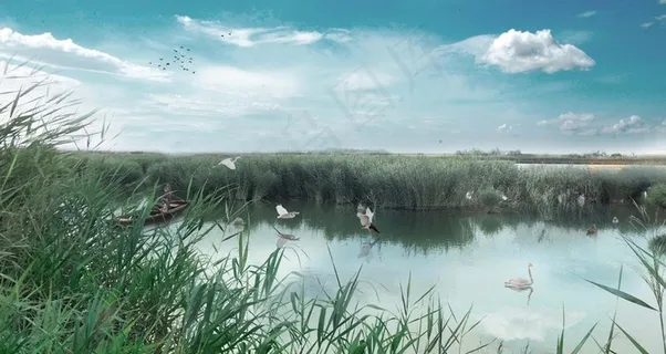 芦竹湿地效果图图片