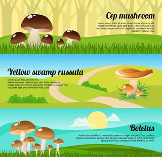 青草背景 植物        图片