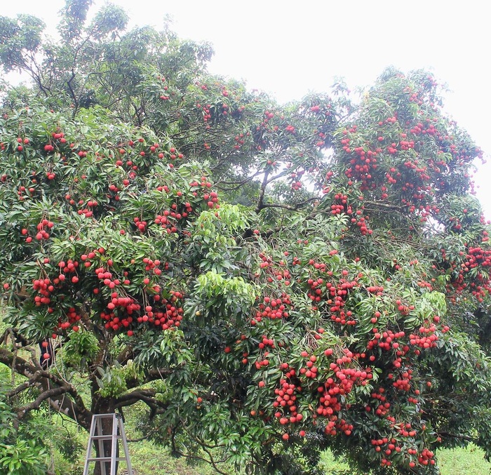 荔枝熟了丰收荔枝树图片