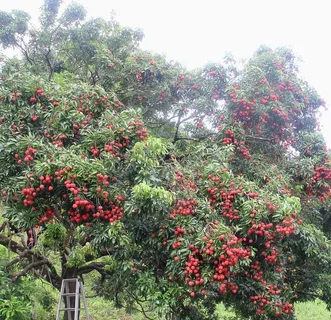 荔枝熟了丰收荔枝树图片