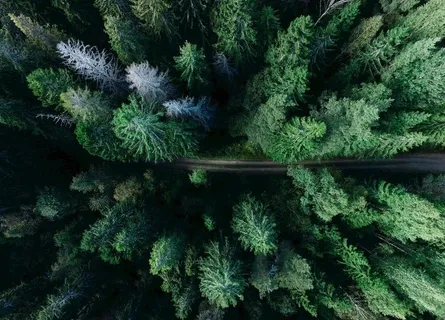 森林鸟瞰  树林  绿色背景图片 森林鸟瞰  树林  绿色背景图片