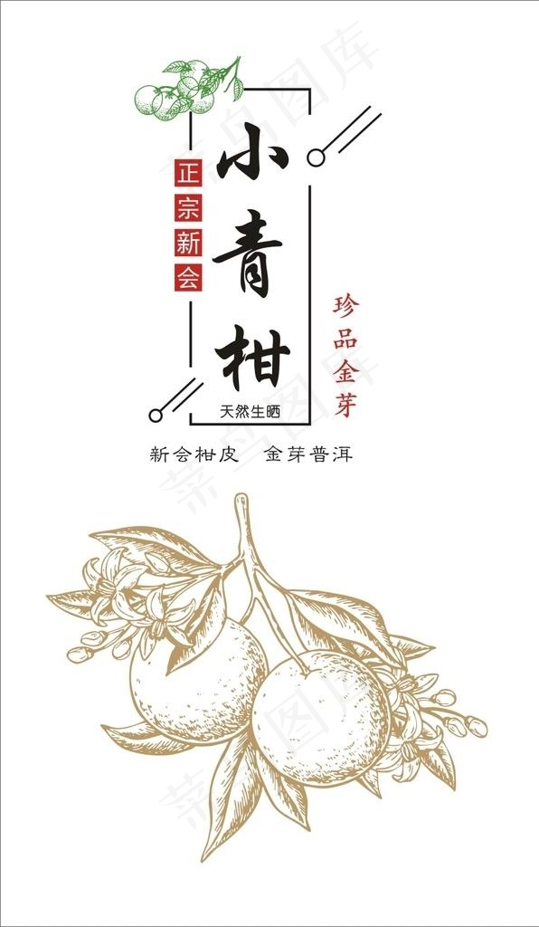 小青柑 柑普 矢量线条图片