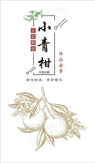 小青柑 柑普 矢量线条图片
