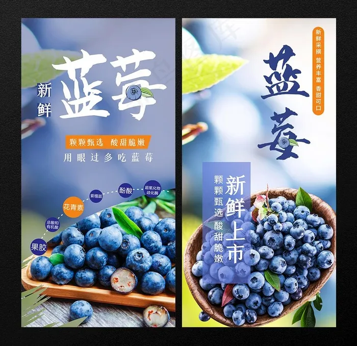 蓝莓 图片cdr矢量模版下载