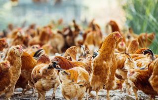 养鸡场图片