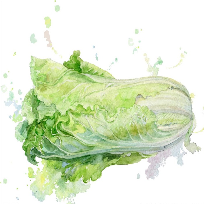 白菜 大头菜 蔬菜图片ai矢量模版下载