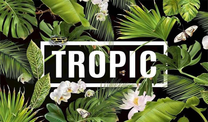 热带植物手绘图片