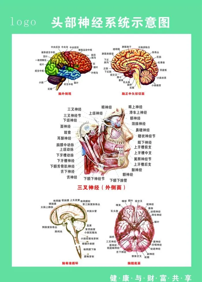 头部神经系统示意图图片cdr矢量模版下载