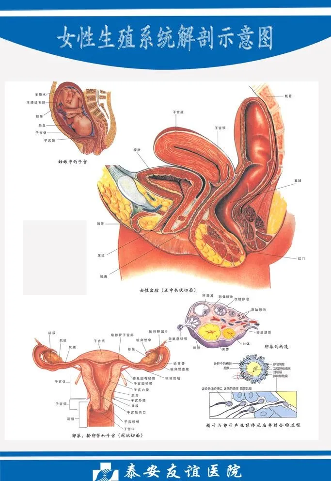女性生殖系统解剖图图片