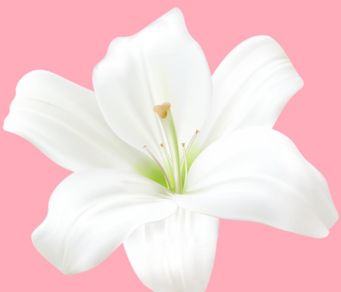 百合花图片(600x534)psd模版下载
