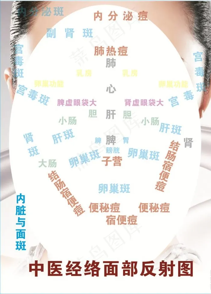 面部经络图图片cdr矢量模版下载