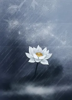 雨夜的一只莲花图片