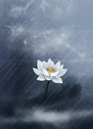雨夜的一只莲花图片