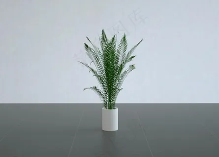 绿植盆栽图片 绿植盆栽图片