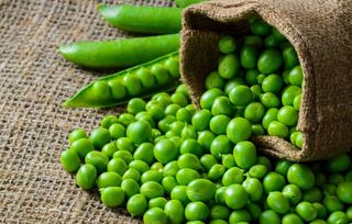 豌豆             图片