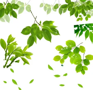 树叶图片