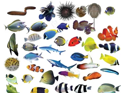 海洋生物集中图片 海洋生物集中图片