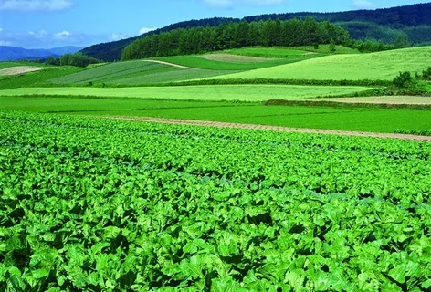 田地 土地 绿地 庄稼 农作物图片