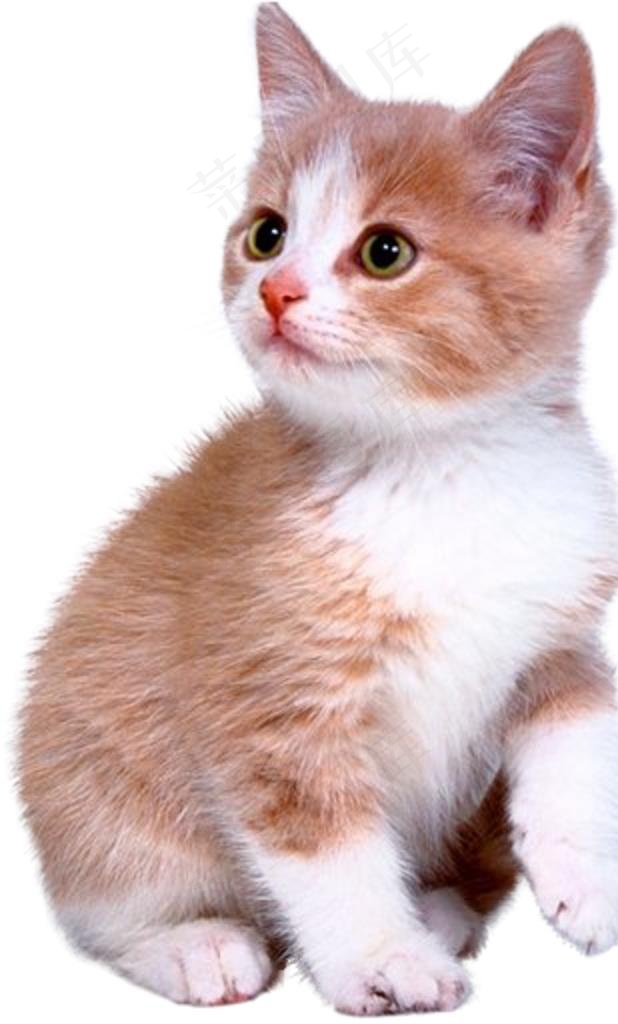 小奶猫图片psd模版下载