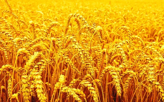 金色麦田图片