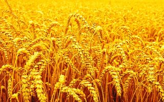 金色麦田图片