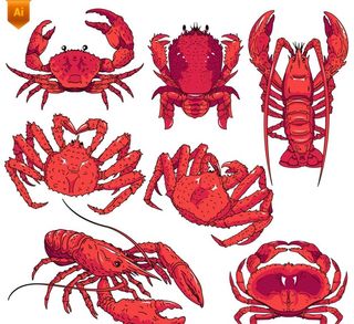 帝王蟹螃蟹龙虾海鲜插画图片