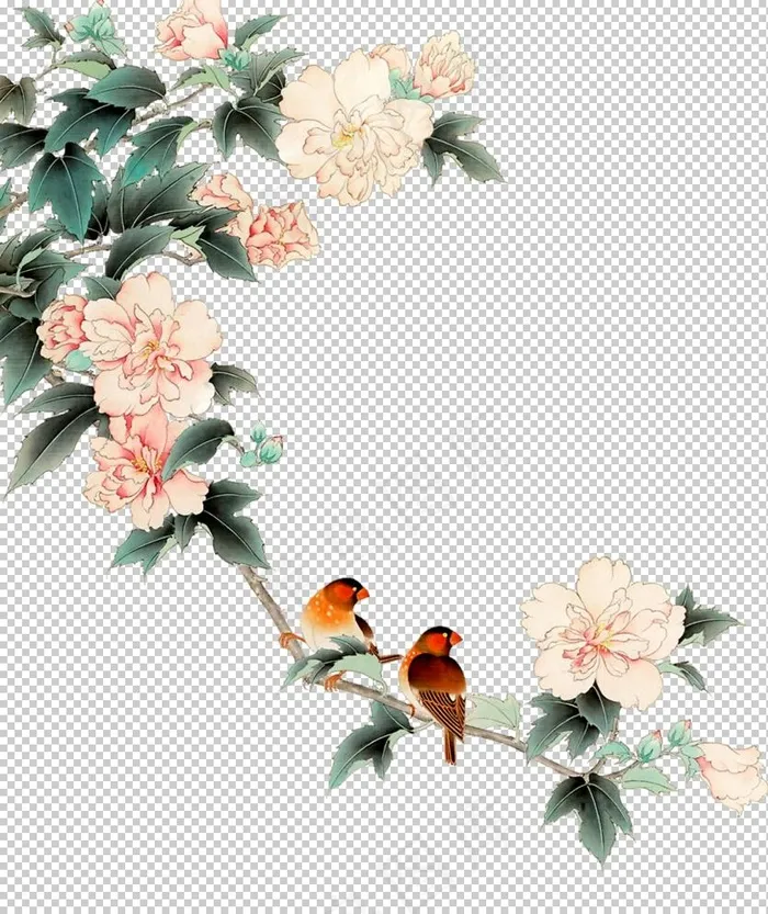 牡丹花图片
