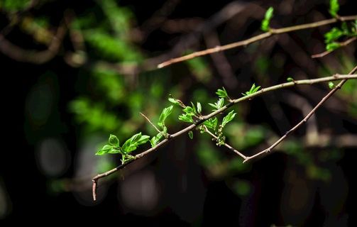 春天意境新叶摄影图图片
