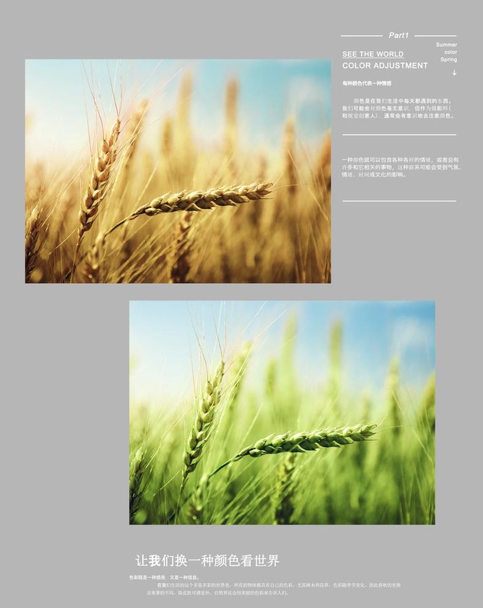 麦穗宣传版式图片(3000x3900)psd模版下载