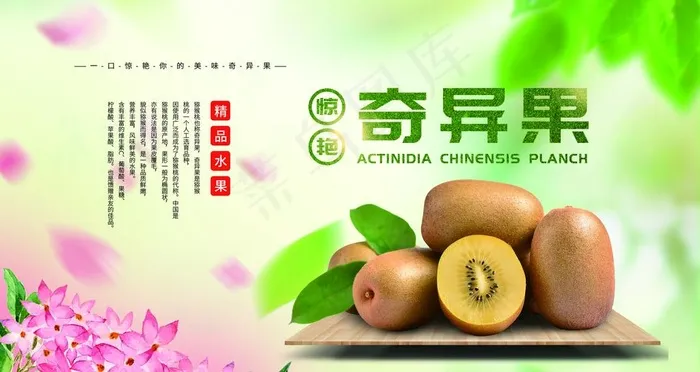 奇异果图片