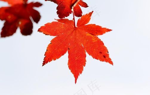 红色的枫叶图片