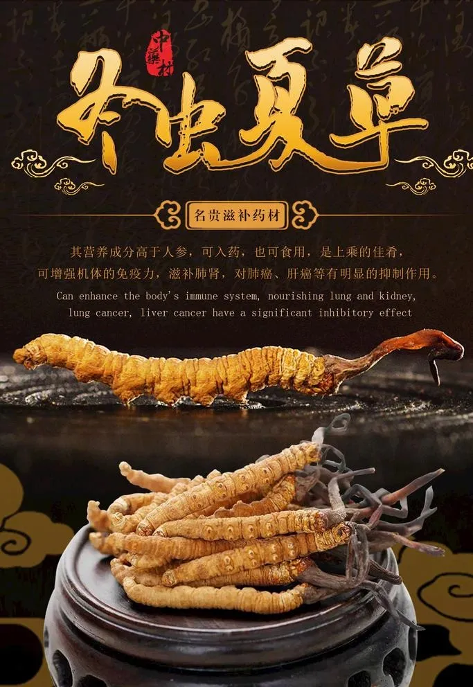 冬虫夏草图片(1701x2551)psd模版下载